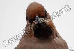 Head Bird Animal photo references